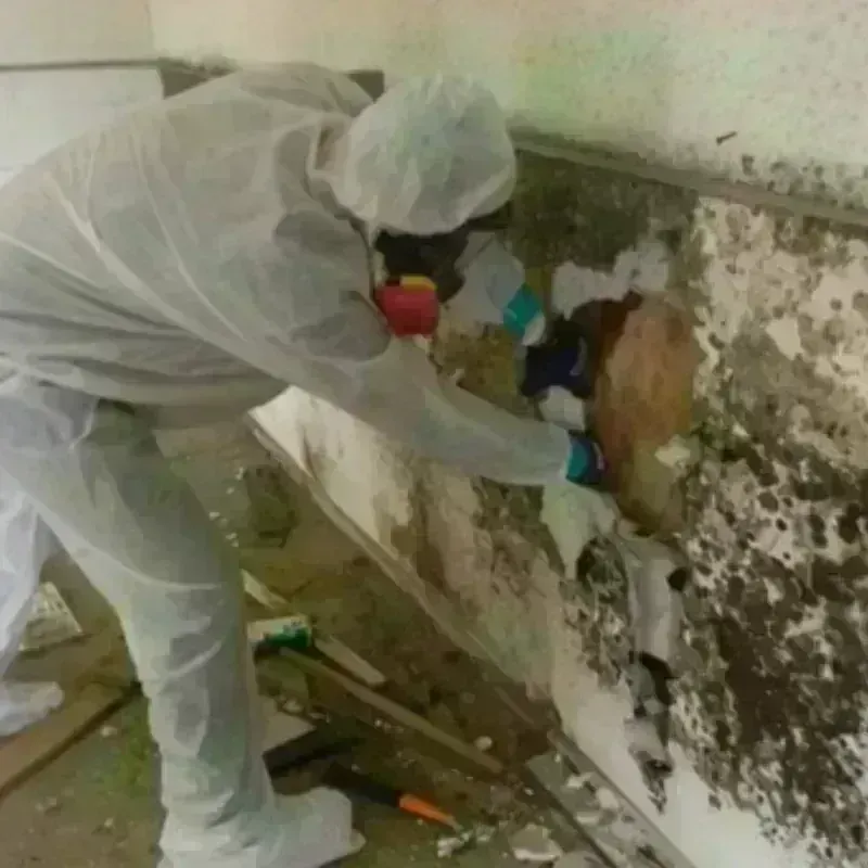 Mold Remediation and Removal in Westhampton, MA